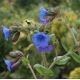 Pulmonaria 'Blue Ensign'