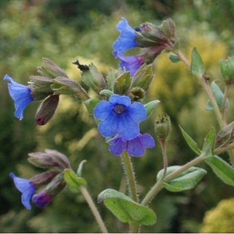 Pulmonaria 'Blue Ensign'