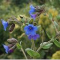 Pulmonaria 'Blue Ensign'