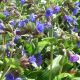 Pulmonaria 'Blue Ensign'