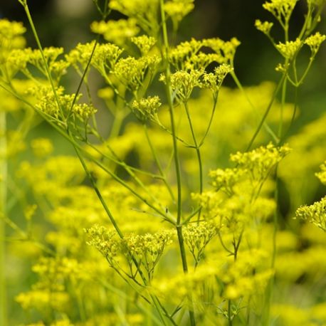 Patrinia scabiosifolia