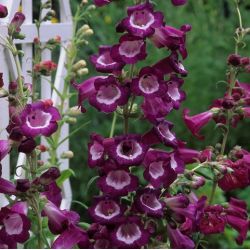 Penstemon 'Gloire des 4 rues '