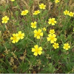 Potentilla recta