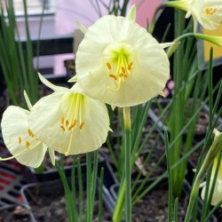 Narcissus  bulbocodium 'Arctic Bells'