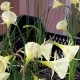 Narcissus  bulbocodium 'Artic Bells'