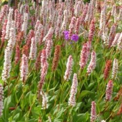 Persicaria affinis 'Superba'