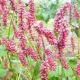 Persicaria amplexicaulis 'JS Caliente'