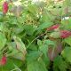 Persicaria amplexicaulis 'JS Caliente'