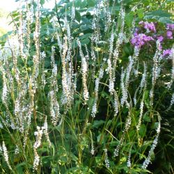 Persicaria amplexicaulis 'White Eastfield'