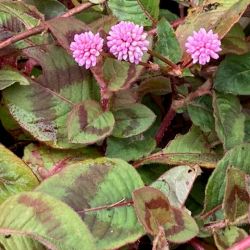 Persicaria capitata