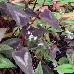 Persicaria microcephala 'Red Dragon'