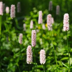 Persicaria bistorta