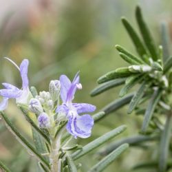 Rosmarinus officinalis 'Pointe du Raz'