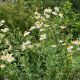 Romneya coulteri