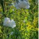 Romneya coulteri