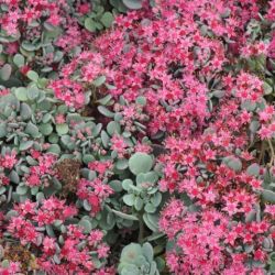 Sedum cauticola 'Lidakense'