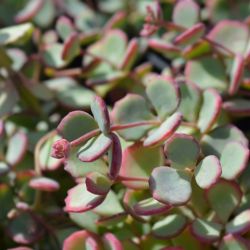 Sedum sieboldii