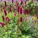 Sanguisorba menziesii