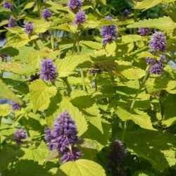 Agastache foeniculum 'Golden Jubilee'