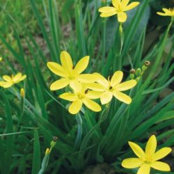 sisyrinchium californicum