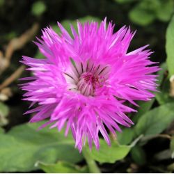 Centaurea hypoleuca 'John Coutts'