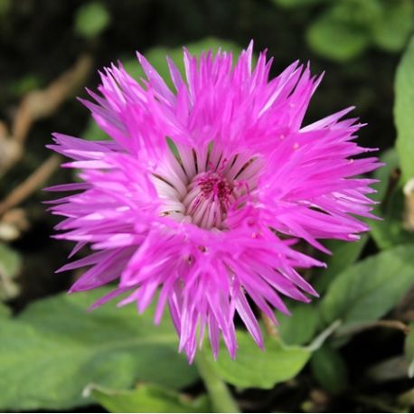 Centaurea hypoleuca 'John Coutts'