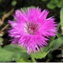 Centaurea hypoleuca 'John Coutts'