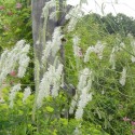 Sanguisorba tenuifolia 'All Time High'