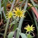 silphium morhii