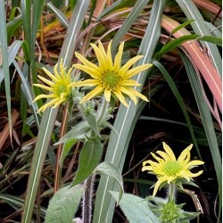 Silphium mohrii