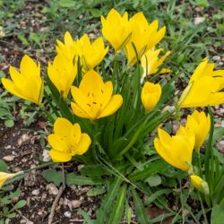 Sternbergia lutea