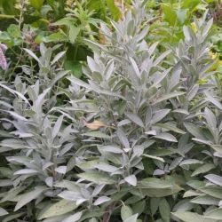 Salvia officinalis 'Grete Stölzle'