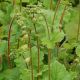 Tellima grandiflora 'Delphine'