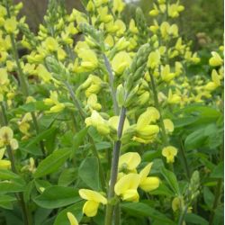 Thermopsis lanceolata