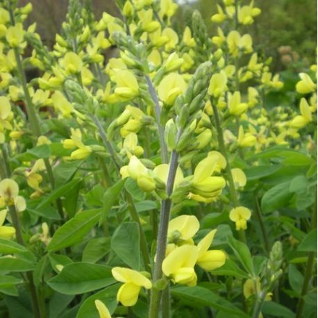 Thermopsis lanceolata