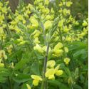 Thermopsis lanceolata