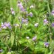 Thalictrum rochebrunianum var grandisepalum