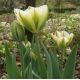 Tulipa viridiflora 'Spring Green'