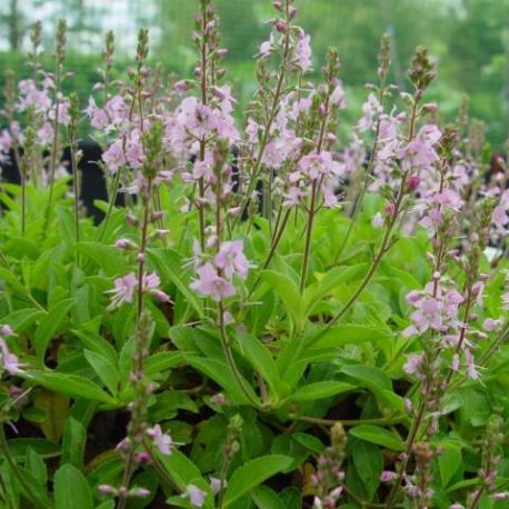 Veronica x cantiana 'Kentish Pink'