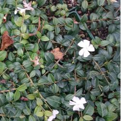 Vinca minor 'Gertrude Jekyll'