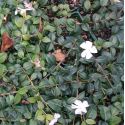 Vinca minor 'Gertrude Jekyll'