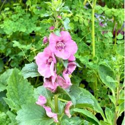 Verbascum hybride 'Pink Domino'