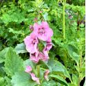 Verbascum hybride 'Pink Domino'