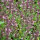 Teucrium chamaedrys