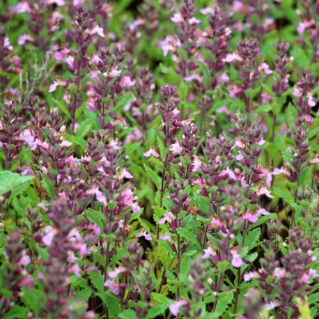 Teucrium chamaedrys