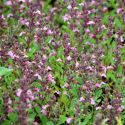 Teucrium chamaedrys