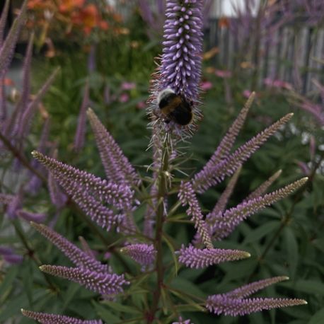 Veronicastrum virginicum 'Cupid'