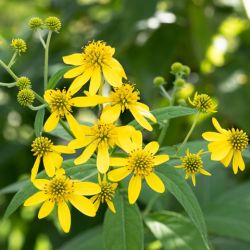 Verbesina alternifolia