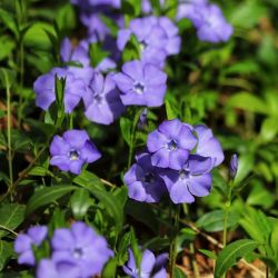 Vinca minor 'Marie'