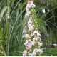 Verbascum nigrum var. album